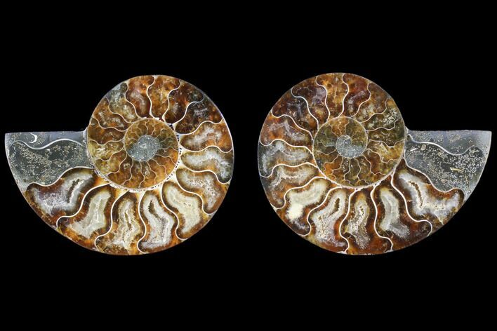 Cut & Polished Ammonite Fossil - Agatized #82273
